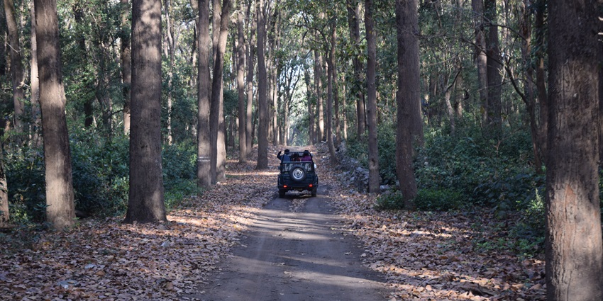 Jeep safari in the forest is the best way to explore wildlife in Nagarhole National Park.