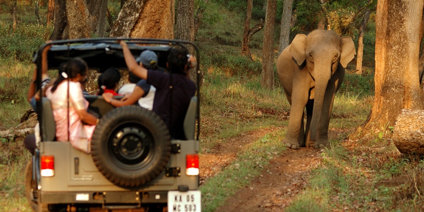 Image of travellers on Jeep safari in the forest and an elephant walking around