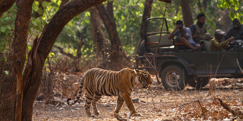 Enjoy the Jungle Safari Thummalabailu on jeeps while observing wildlife.