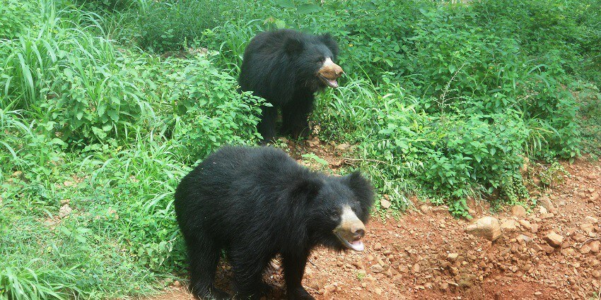 Jessore Sloth Bear Sanctuary home to Sloth bears and different many species of Wildlife