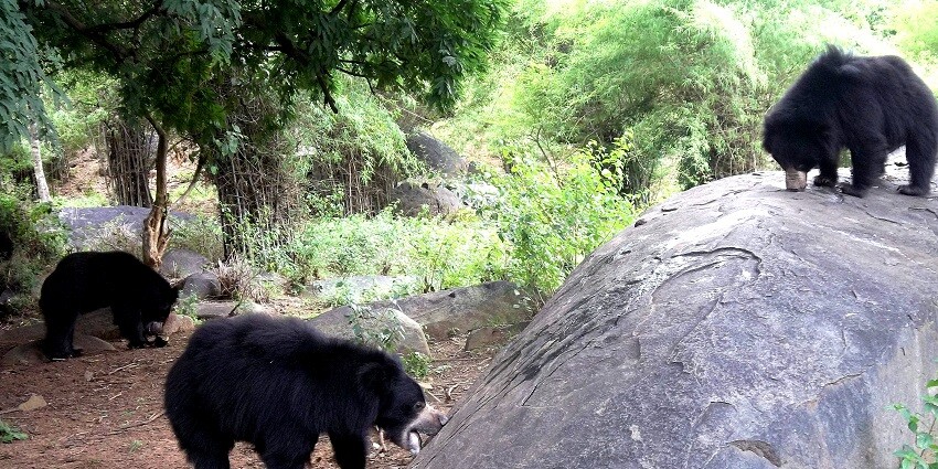 A group of angry bears wandering around the sanctuary