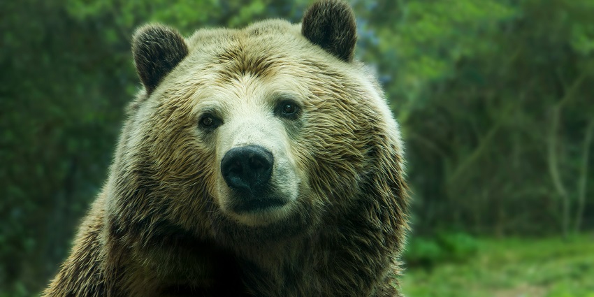 Jessore Sloth Bear Sanctuary is one of the best places after Deesa Gujarat Skydiving.