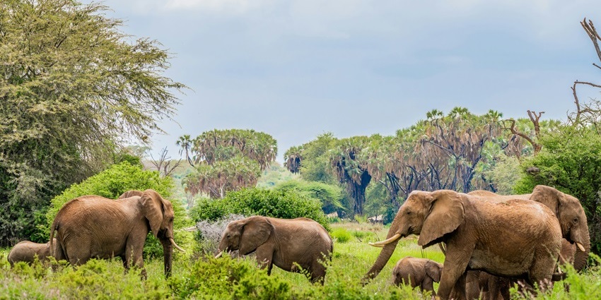 An elephant herd inside Jhajjar Bachauli wildlife sanctuary, one of the places to visit in Anandpur Sahib