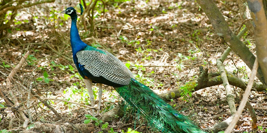 View peacocks in action at the Jhajjar Bachauli Wildlife Sanctuary in Punjab with its wetlands and grasslands