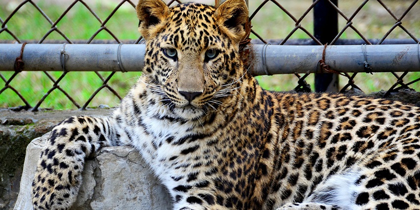 A leopard at the Jhalana Leopard Reserve, one of the best wildlife sanctuaries in Jaipur.