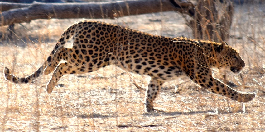 Jhalana Leopard Safari Park offers safaris, near Jamwa Ramgarh Wildlife Sanctuary.