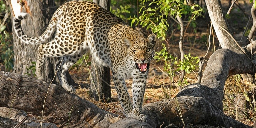 A thrilling safari experience at Jhalana Safari Park, as it’s one of the Jaipur national parks.
