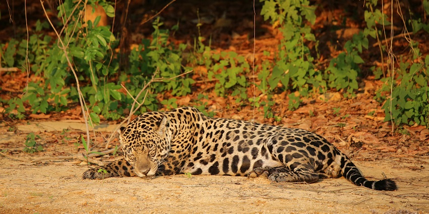 Jhalana Safari Park is home to leopards, deer, peacocks, and a diverse variety of birds.