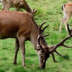 A Fallow Deer grazing in Jigme Singye Wangchuck National Park, a wildlife park in Bhutan.