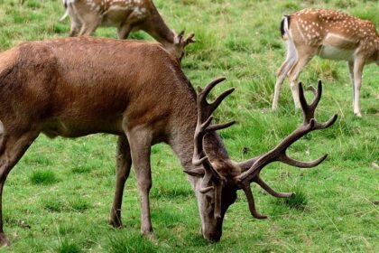 A Fallow Deer grazing in Jigme Singye Wangchuck National Park, a wildlife park in Bhutan.