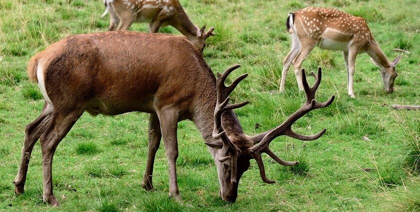 A Fallow Deer grazing in Jigme Singye Wangchuck National Park, a wildlife park in Bhutan.