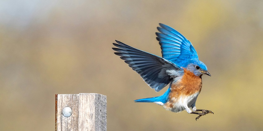 Image of a Eastern Bluebird in natural habitat - Jigme Singye Wangchuck National Park