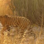 Jungle safari in Jaipur is one of the exciting things for tourists to do on their trip.