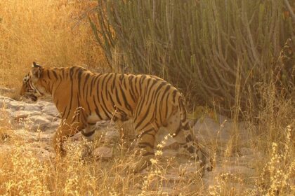 Jungle safari in Jaipur is one of the exciting things for tourists to do on their trip.