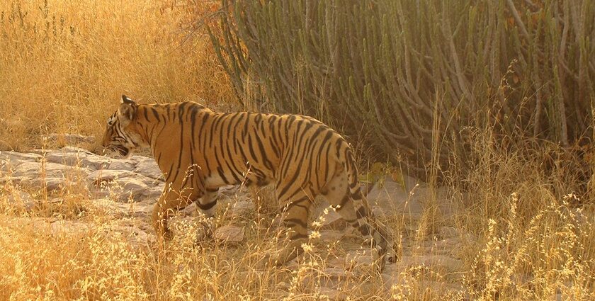 Jungle safari in Jaipur is one of the exciting things for tourists to do on their trip.