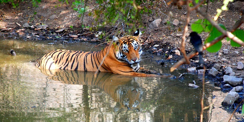 Jungle Safari Park, a lush and exciting destination for kids and families for fun.