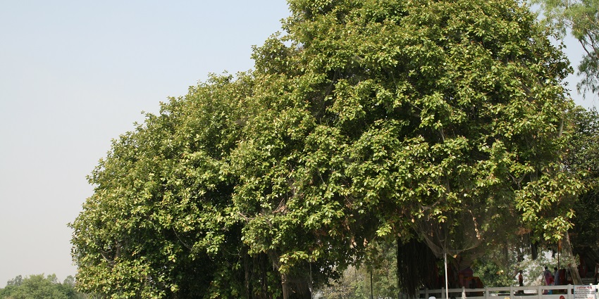 Jyotisar is one of the places to visit near Ambala that holds a lot of history.