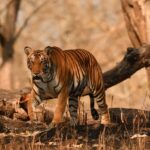 Image of a Tiger in its natural habitat the grasslands of Kabini wildlife sanctuary