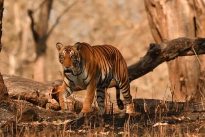 Image of a Tiger in its natural habitat the grasslands of Kabini wildlife sanctuary