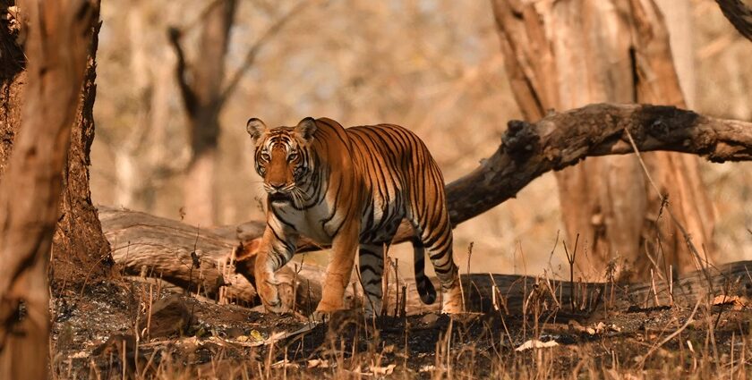 Image of a Tiger in its natural habitat the grasslands of Kabini wildlife sanctuary