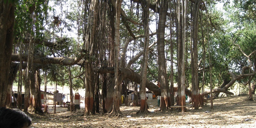 Image of Few hundred years old banyan tree so much spread over the island in river Narmada