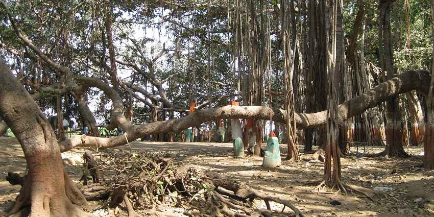 Image of the ancient Banyan tree at Kabirvad island - places near Vadodara for weekend
