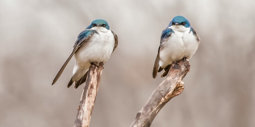 Kuchchh Desert Wildlife Sanctuary is a famous hotspot among tourists for its wildlife.