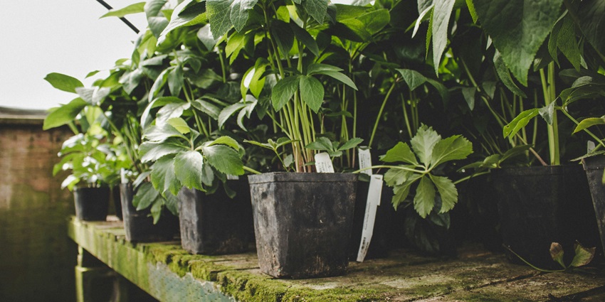 After exploring Markandeya Temple, do go for a visit to Kadiyapulanka Nurseries.
