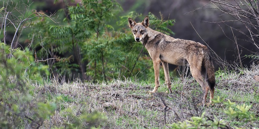 A majestic Indian grey wolf standing on rocky terrain, showcasing its alert posture and sharp features