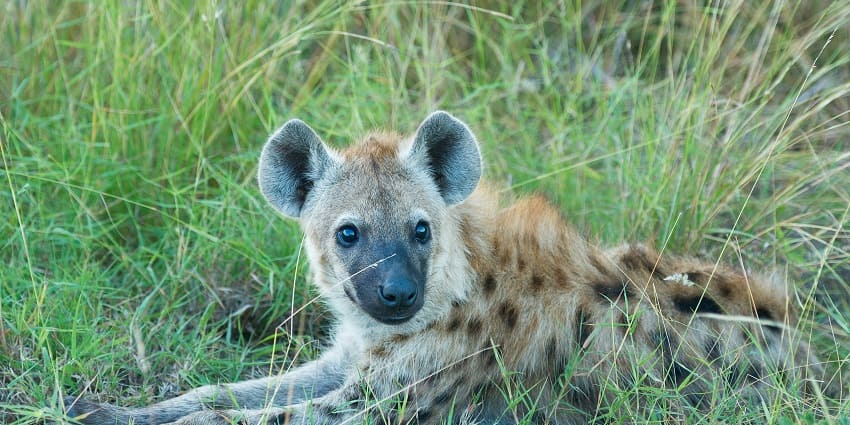 Kaimur Wildlife Sanctuary is home to a wide variety of animal species including hyenas.