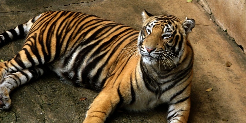 The Royal Bengal Tiger intently gazing and exuding an aura of exceptional strength.