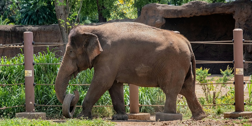 Witness the diverse flora and fauna at Kaimur Wildlife Sanctuary on your trip to Bihar.