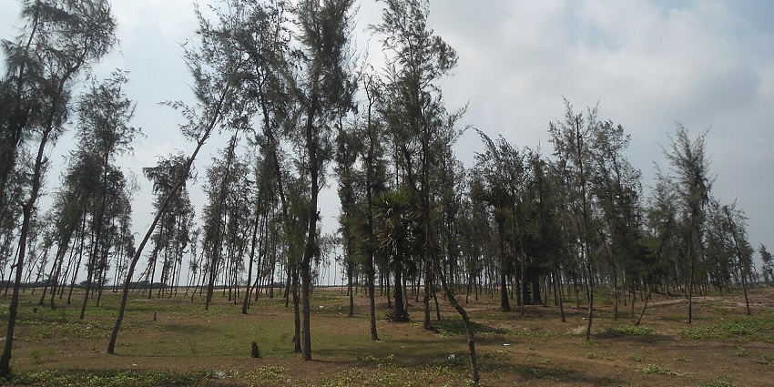 A picture of a beach in Annavaram taken from a distance with tall trees visible in front