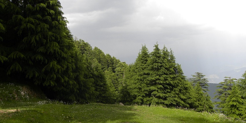 Enjoy paragliding in Dalhousie in some of the popular spots like Kalatop Sanctuary.