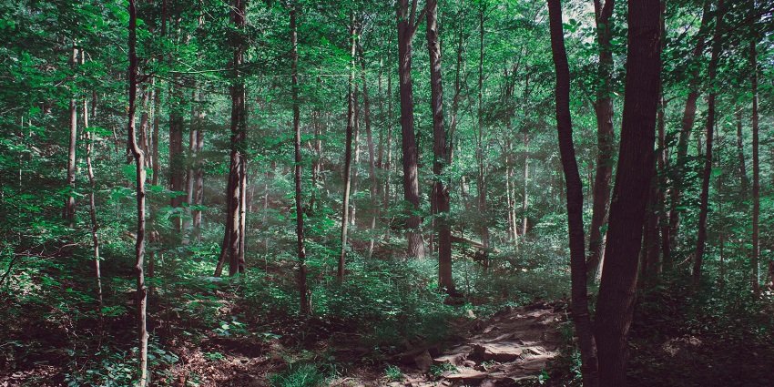 Beautiful snap of the lush giant tree of the Kalelsar National Park located near the Ch devi lal nature park