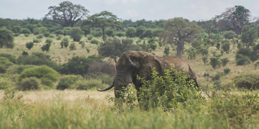 Image of a elephants standing on green grass field under white clouds and blue sky