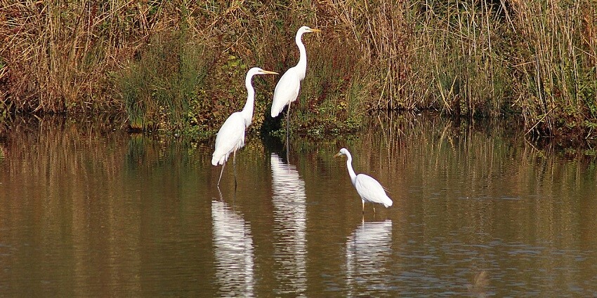 View a variety of birds, deers, monkeys, and leopards at the Kalesar National Park in Haryana
