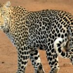 An image of a leopard at a wildlife sanctuary captured by a photographer.