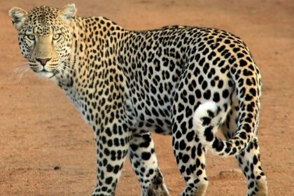 An image of a leopard at a wildlife sanctuary captured by a photographer.