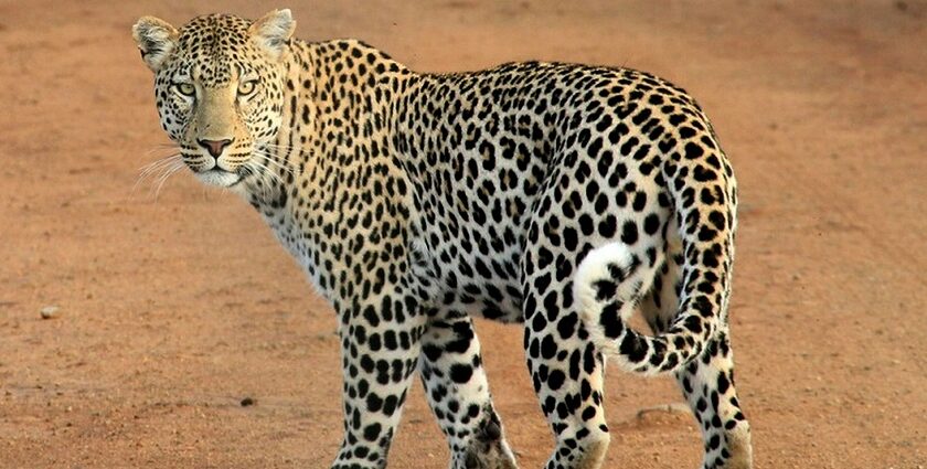 An image of a leopard at a wildlife sanctuary captured by a photographer.