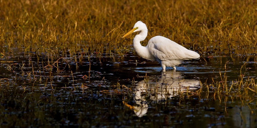 Close up shot of a bird walking in the water surrounded by the golden meadows