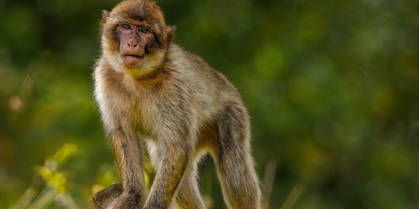 Image of barbary macaque macaque barbary ape in its natural habitat - wildlife sanctuaries in haryana