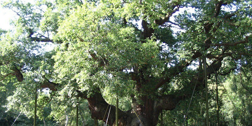 Kalyani Tree is one of the popular places to visit in Horsley Hills that has become a landmark.