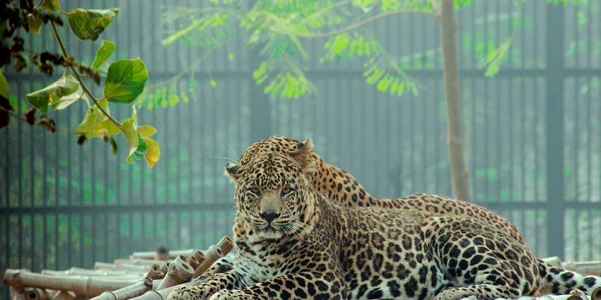 Kambalakonda Wildlife Sanctuary houses rare variety of animals and birds.