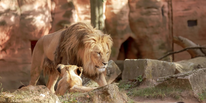 Lions at the Kamla Nehru Zoo, a tourist attraction near ISKCON temple in Ahmedabad.