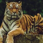 Image of a Siberian Tiger chilling on his log in Kammasandra Sanctuary