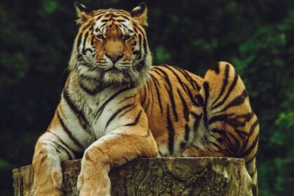 Image of a Siberian Tiger chilling on his log in Kammasandra Sanctuary