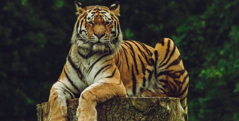 Image of a Siberian Tiger chilling on his log in Kammasandra Sanctuary