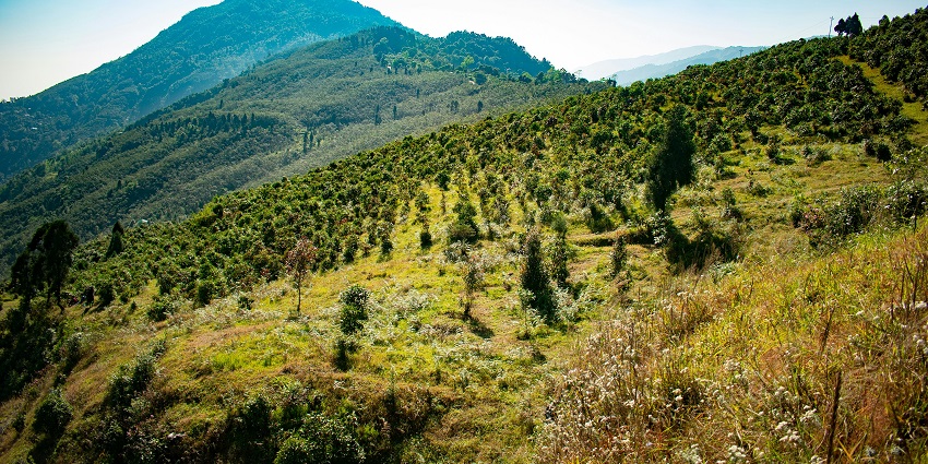 Attractive mountain views in Kanchenjunga Conservation Area for various wildlife species.