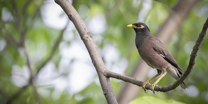 A myna spotted at Kanger Ghati National Park, a hotspot near Indravati National Park.
